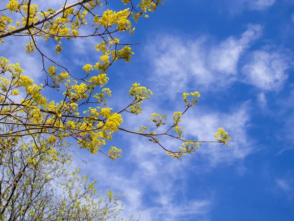 Branches Blooming Maple Spring Sky — Stock Photo, Image