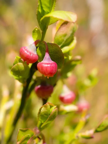 Arbustos Arándanos Con Bayas Jóvenes Primer Plano Primavera —  Fotos de Stock