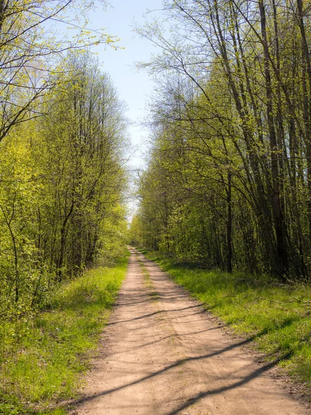 Landscape Dirt Road Spring Forest — Stock Photo, Image