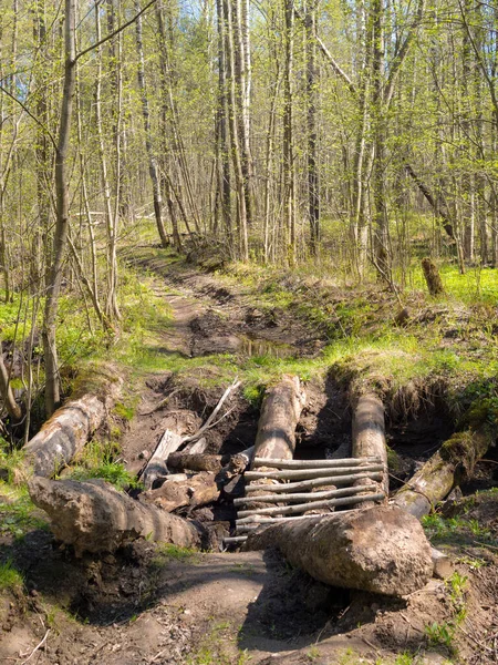 Landschap Met Onverharde Weg Het Voorjaar Bos — Stockfoto
