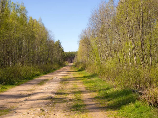 Paisagem Com Estrada Terra Floresta Primavera — Fotografia de Stock