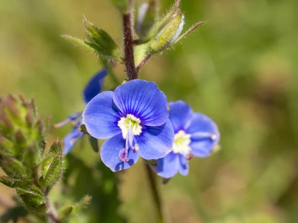 Speedwell Flowers Spring Day Close — Stock Photo, Image