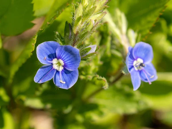 Speedwell Flowers Spring Day Close — Stock Photo, Image
