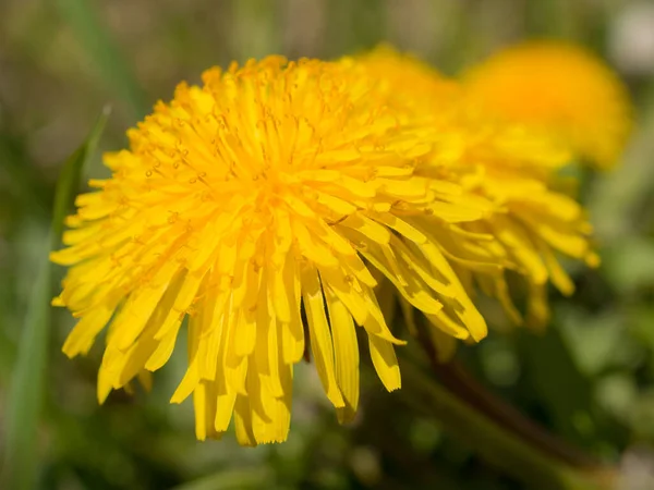 Denti Leone Gialli Primavera Giorno Vicino — Foto Stock