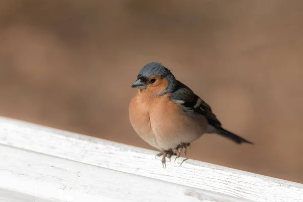 Porträtt Chaffink Som Sitter Vit Bänk — Stockfoto