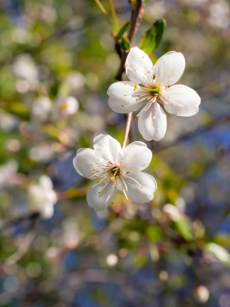 Plum Branch Flowers Closeup Spring — Stock Photo, Image