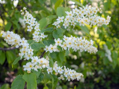 İlkbaharda çiçek açan kuş kirazı dalları