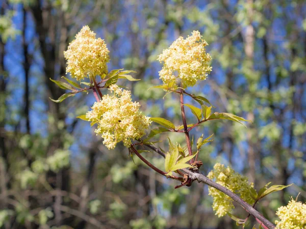 Branches Flowering Elderberry Spring Close — Stock Photo, Image