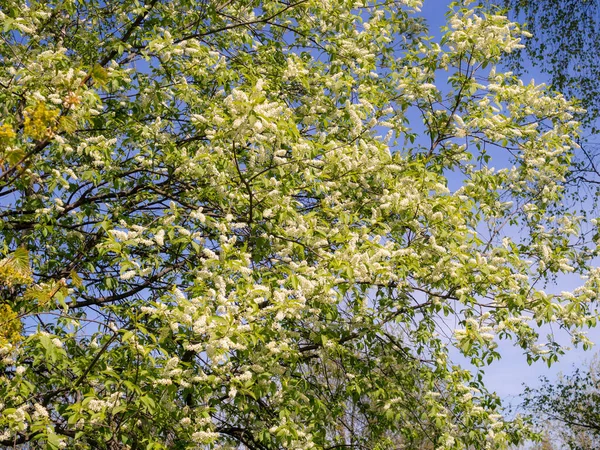 Ramas Pájaro Flor Cerezo Primavera — Foto de Stock