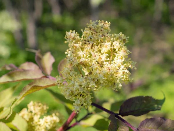 Branches Flowering Elderberry Spring Close — Stock Photo, Image