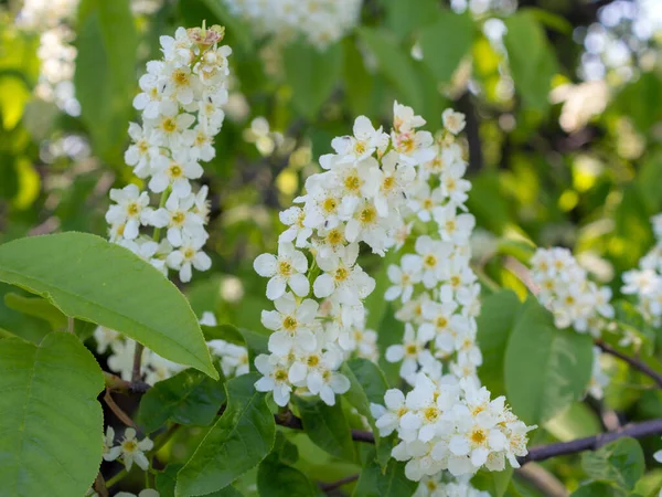 Branches Blossoming Bird Cherry Spring Closeup — Stock Photo, Image
