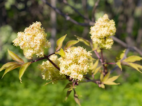 Branches Flowering Elderberry Spring Close — Stock Photo, Image