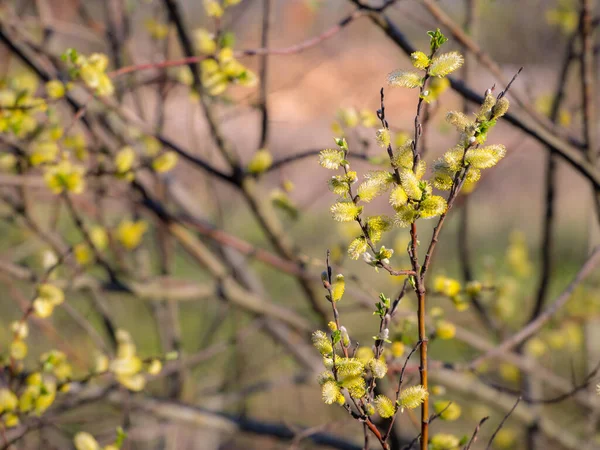 Blommande Pilkvistar Med Knoppar Våren — Stockfoto