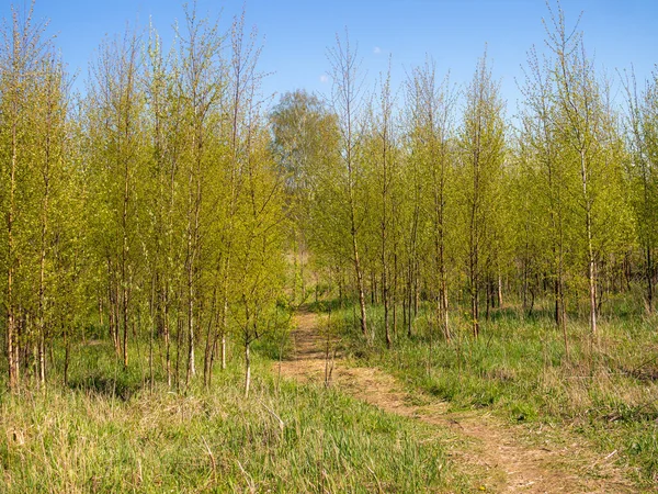 Huş Ağaçlarının Yeşil Yapraklarıyla Bahar Manzarası — Stok fotoğraf