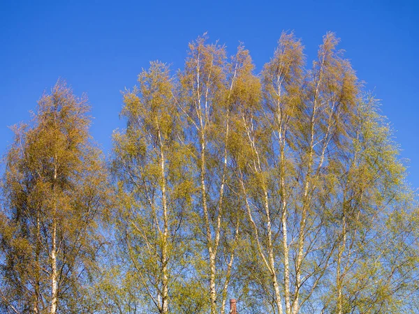 Spring Foliage Birches Sky — Stock Photo, Image