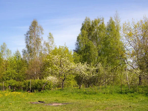 Paysage Avec Jardin Fleuri Sur Une Journée Ensoleillée Printemps — Photo