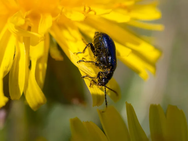 Kleiner Käfer Auf Gelbem Löwenzahn Frühling Nahaufnahme — Stockfoto