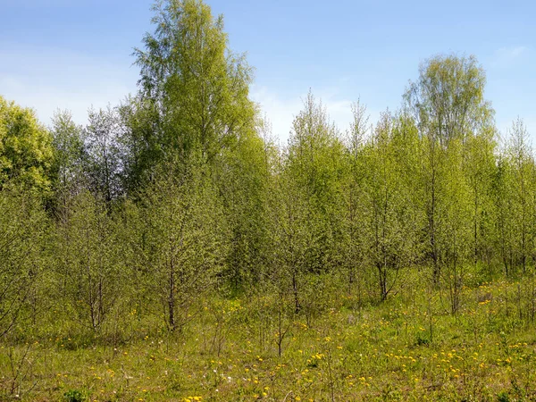 Vårlandskap Med Grönt Lövverk Och Maskrosor — Stockfoto