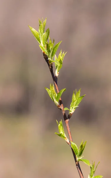 Ветки Деревьев Молодой Зеленой Листвы Весной Крупным Планом — стоковое фото