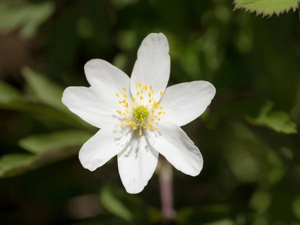 Anêmona Branca Dia Primavera Fechar — Fotografia de Stock