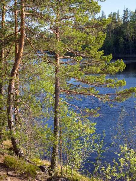 Pinos Orilla Lago Forestal — Foto de Stock