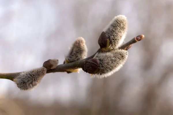 Bourgeons Saule Sur Une Branche Printemps Gros Plan — Photo