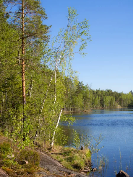 Paisagem Margem Lago Florestal — Fotografia de Stock