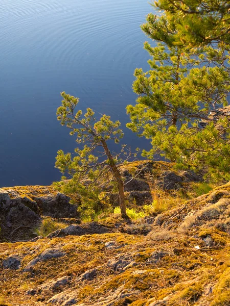 森林湖畔岩石上的松树 图库照片
