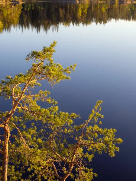Сосновые Ветви Вечернем Свете Лесного Озера Стоковое Изображение