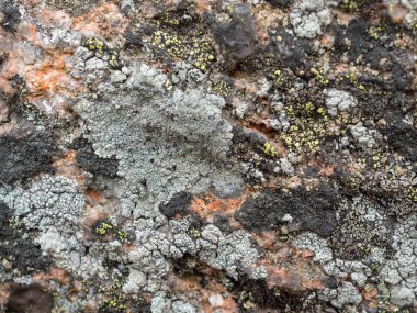 Yeşil yosunlu taş dokusu, yakından.
