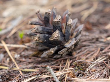 Ormanda çam kozalağı var. Yakın plan.