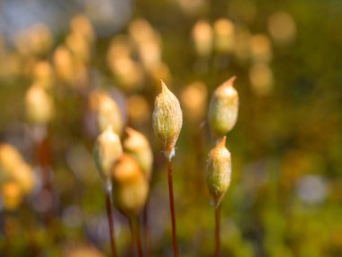 Ormandaki yosun kökleri yakın.