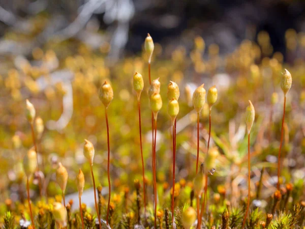 Stengels Van Mos Het Bos Van Dichtbij — Stockfoto