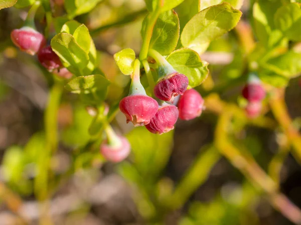 Arbusti Mirtilli Con Bacche Giovani Nella Foresta Estiva — Foto Stock