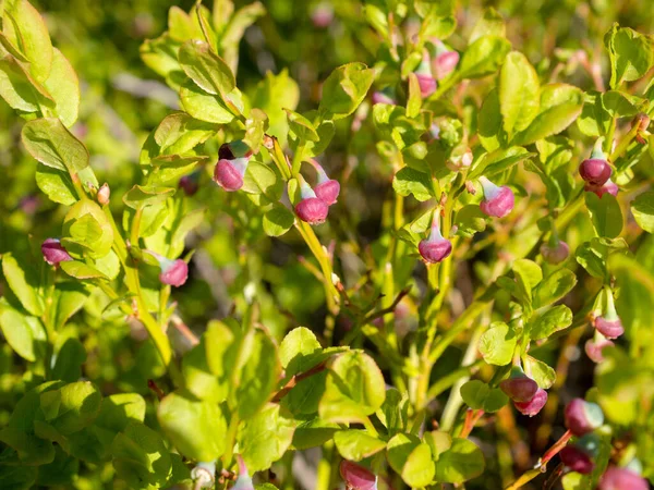 Blueberry Bushes Young Berries Summer Forest — Stock Photo, Image