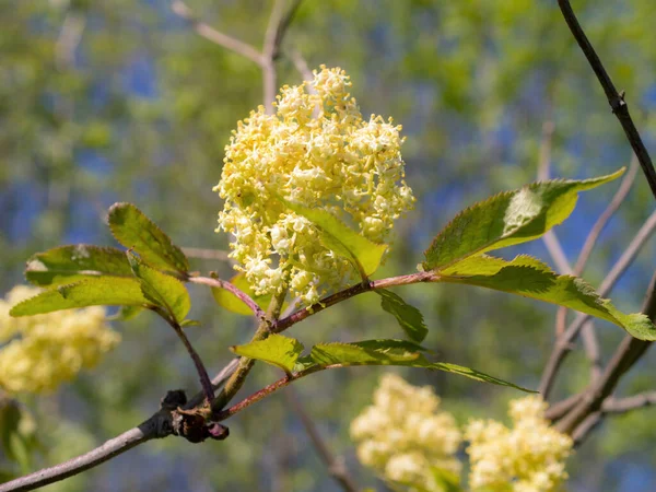 Ramos Sabugueiro Florido Primavera Perto — Fotografia de Stock