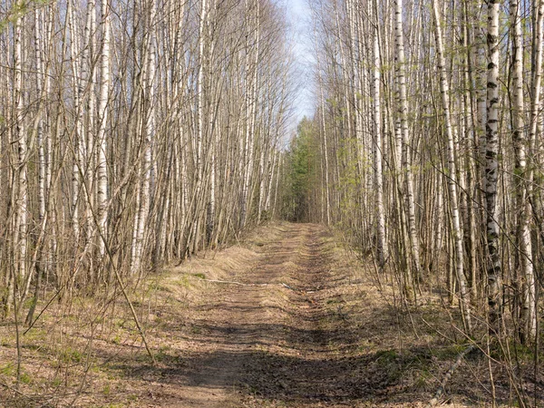 Landskap Med Grusväg Vårskogen — Stockfoto