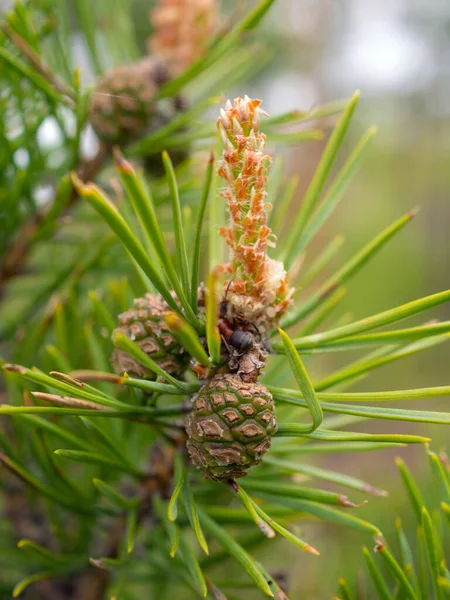Pine Branch Green Cones Early Summer — Stock Photo, Image