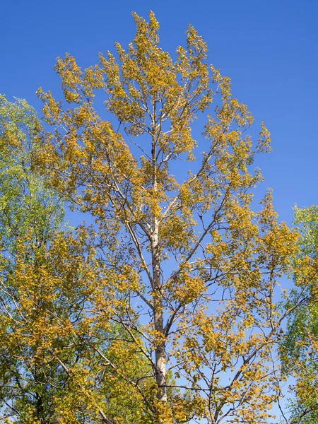 Aspen Foliage Summer Sky — Stock Photo, Image