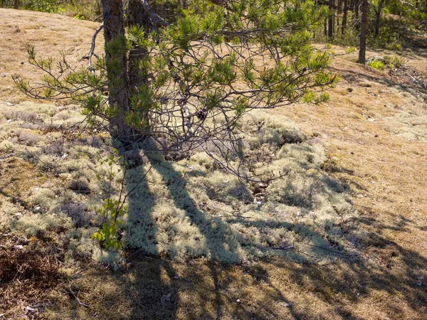 Musgo Abaixo Pinheiro Uma Floresta Verão — Fotografia de Stock