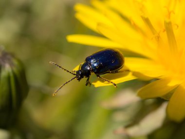 İlkbaharda sarı bir karahindiba üzerinde küçük bir böcek.