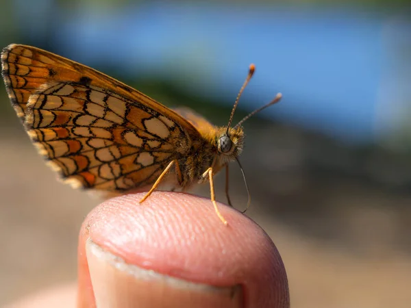 Farfalla Arancione Dito Primo Piano — Foto Stock