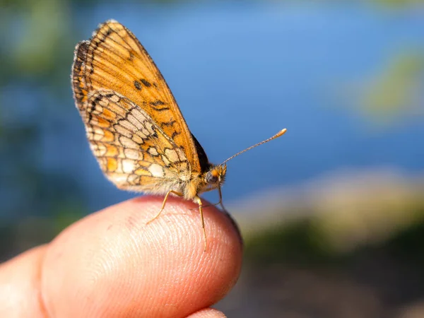 Orangefarbener Schmetterling Auf Einem Finger Aus Nächster Nähe — Stockfoto