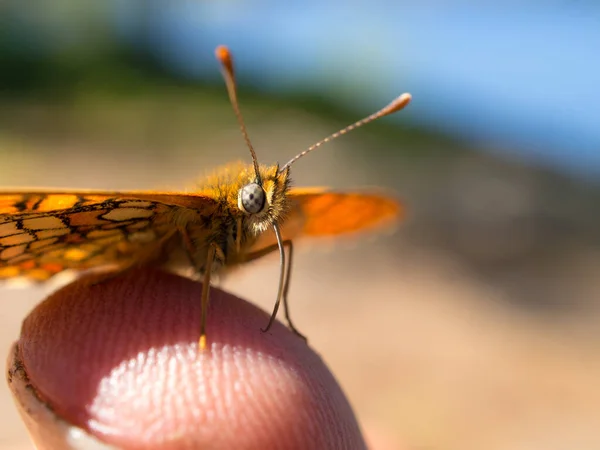 Pomarańczowy Motyl Palcu Zbliżenie — Zdjęcie stockowe