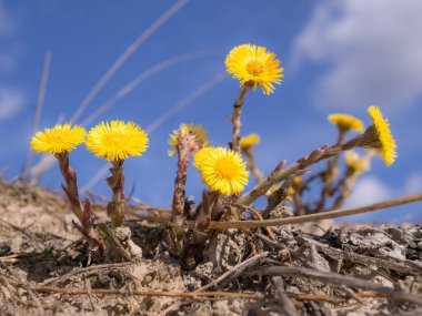 ilkbaharda gökyüzüne karşı coltsfoot çiçekleri