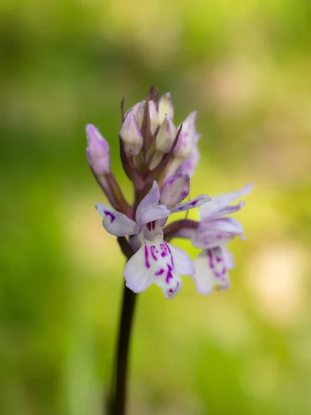 Flowering Orchis Summer Day Close — Stock Photo, Image