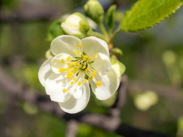 Prune Fleurs Printemps Gros Plan — Photo