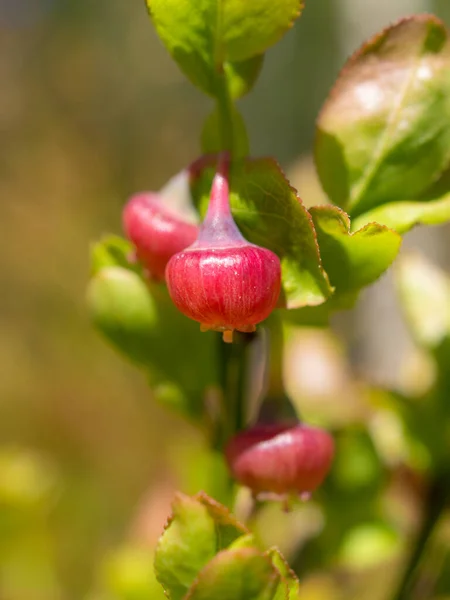 春の終わりに若い果実を持つブルーベリーの茂み — ストック写真