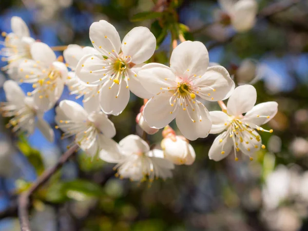 Ramo Prugna Con Fiori Primo Piano Primavera — Foto Stock