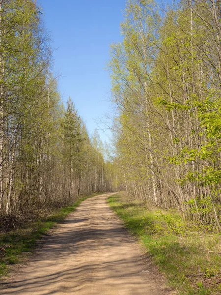春の森の未舗装の道の風景 — ストック写真